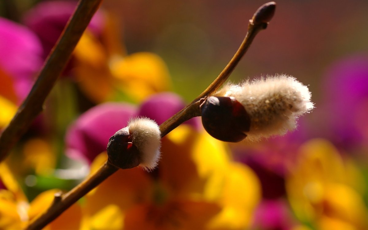 Верба на рабочий стол