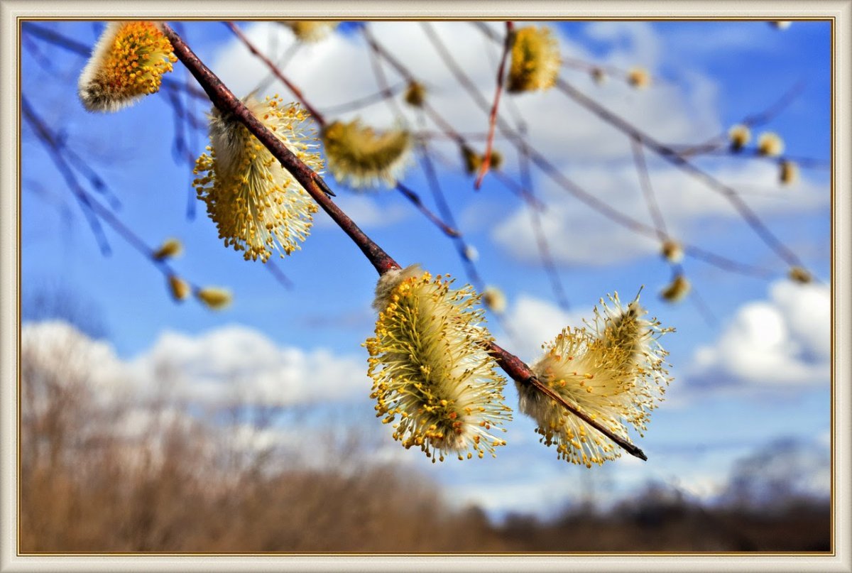 Романс Верба Вербочка