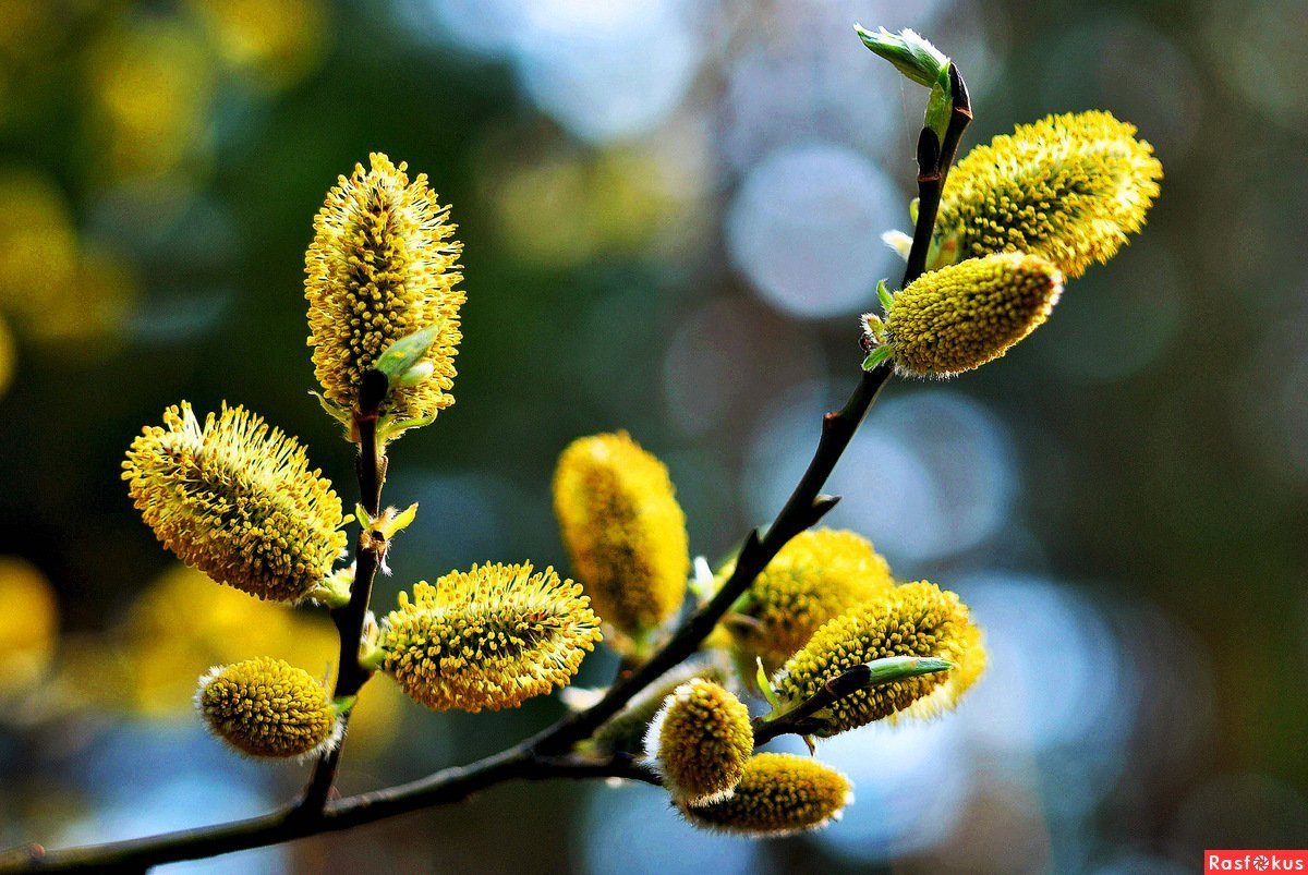 Золотая Весна