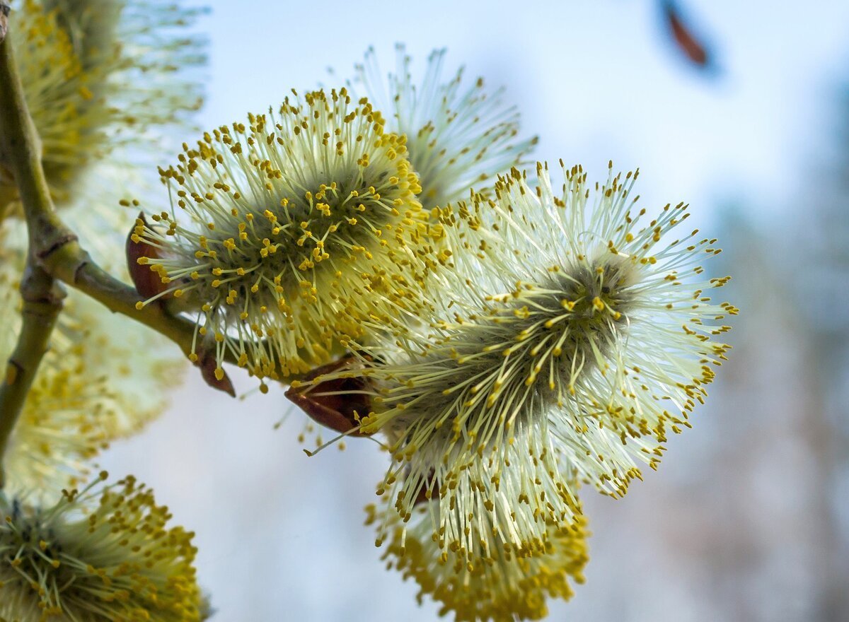 Ранняя Весна Верба