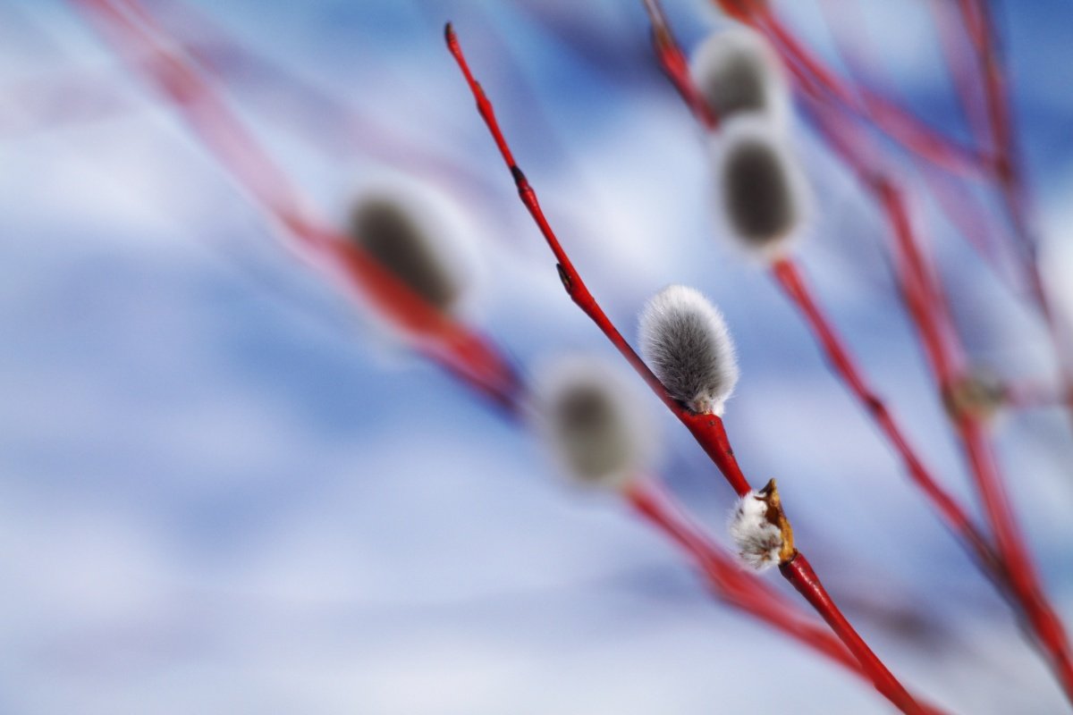 Веточка вербы