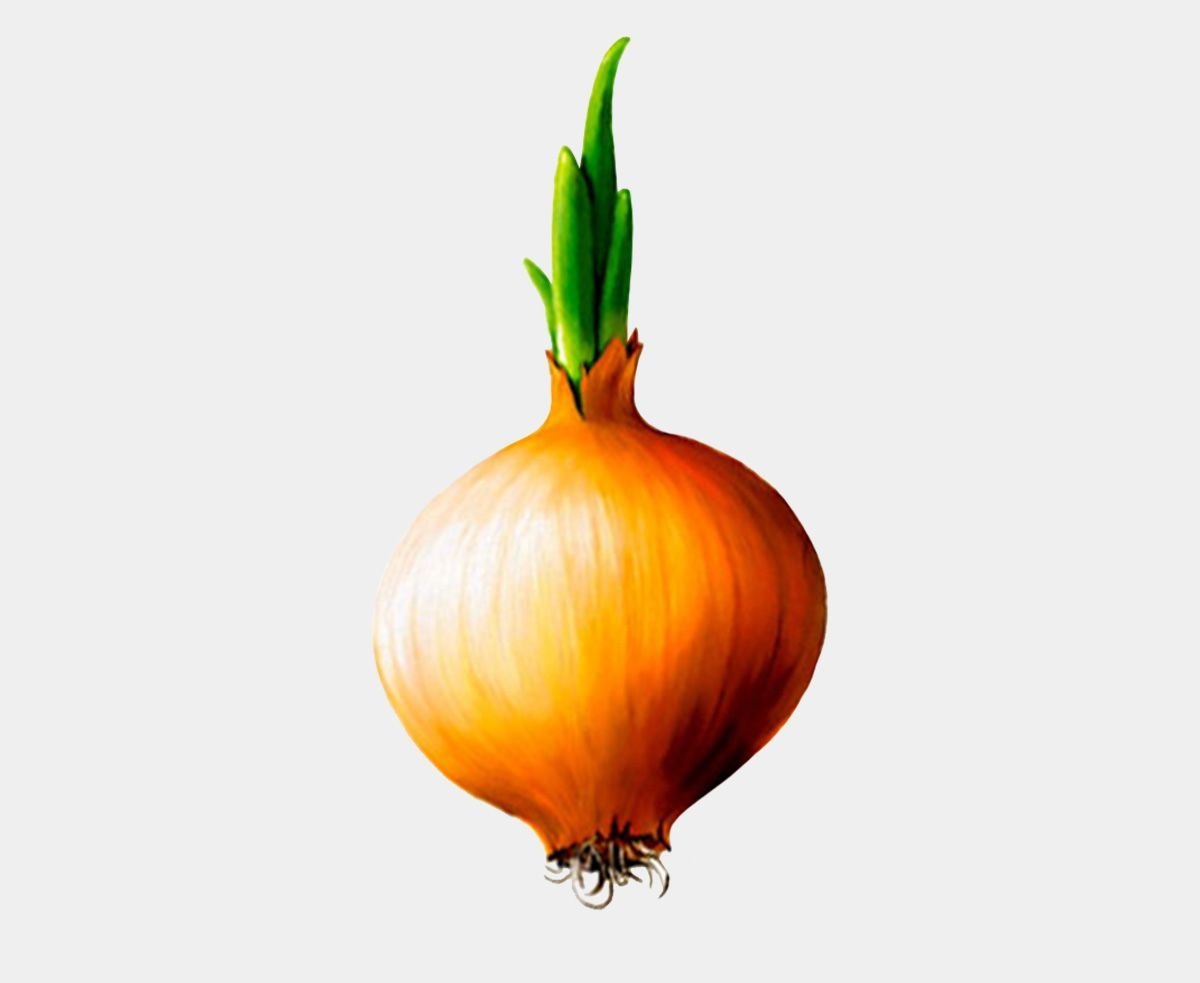 Луковица на белом фоне