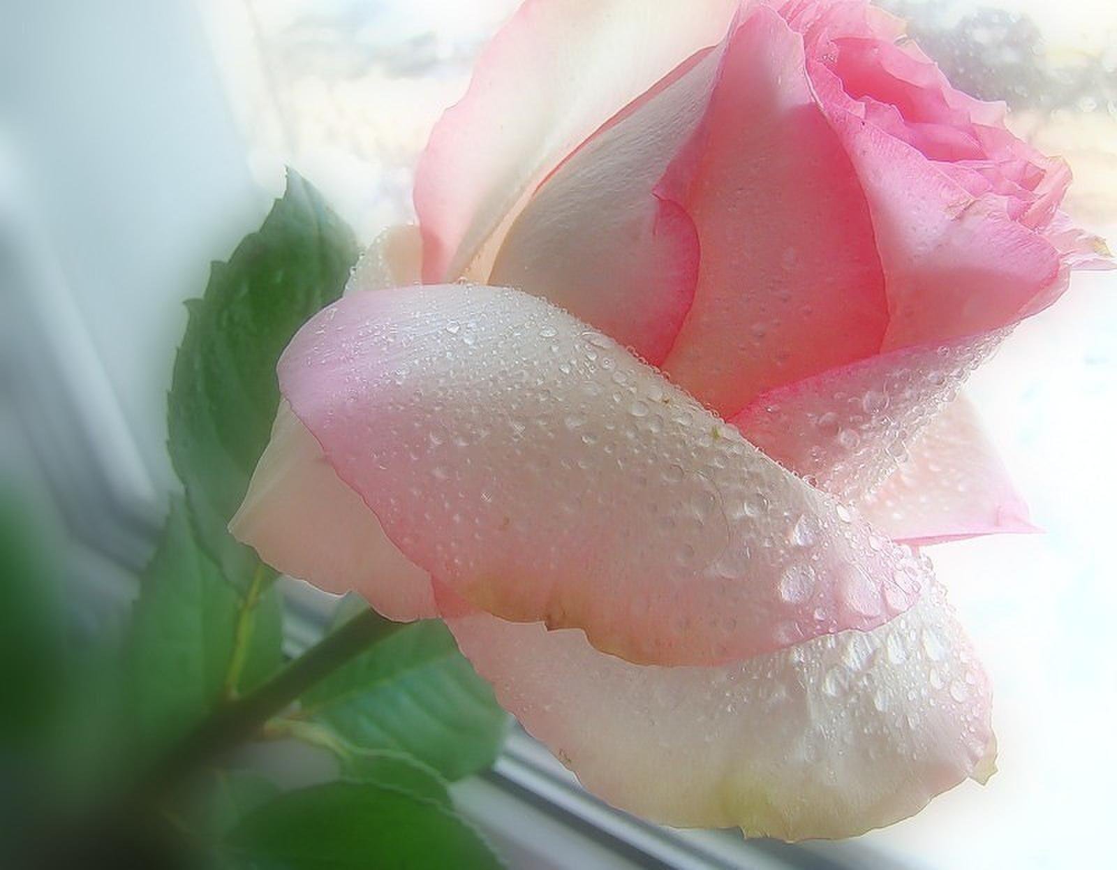 Картинки нежной прекрасной. Нежные розы. Нежный цветок. Самые нежные цветы. Утренние цветы.