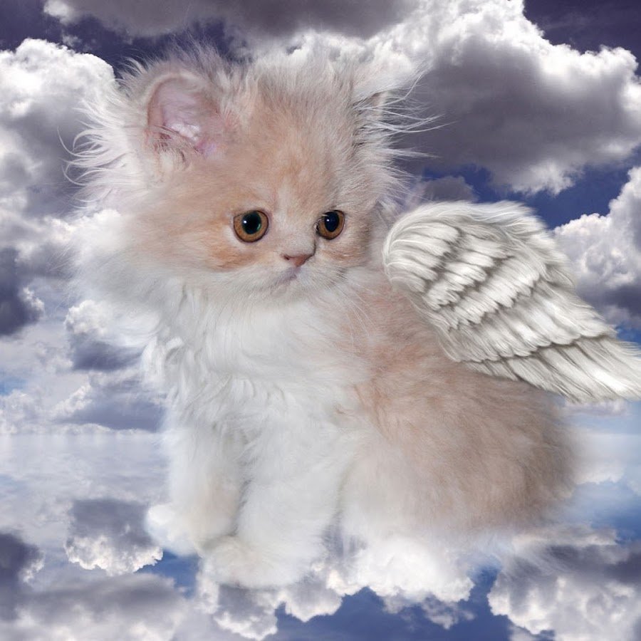 Пушистый ангел