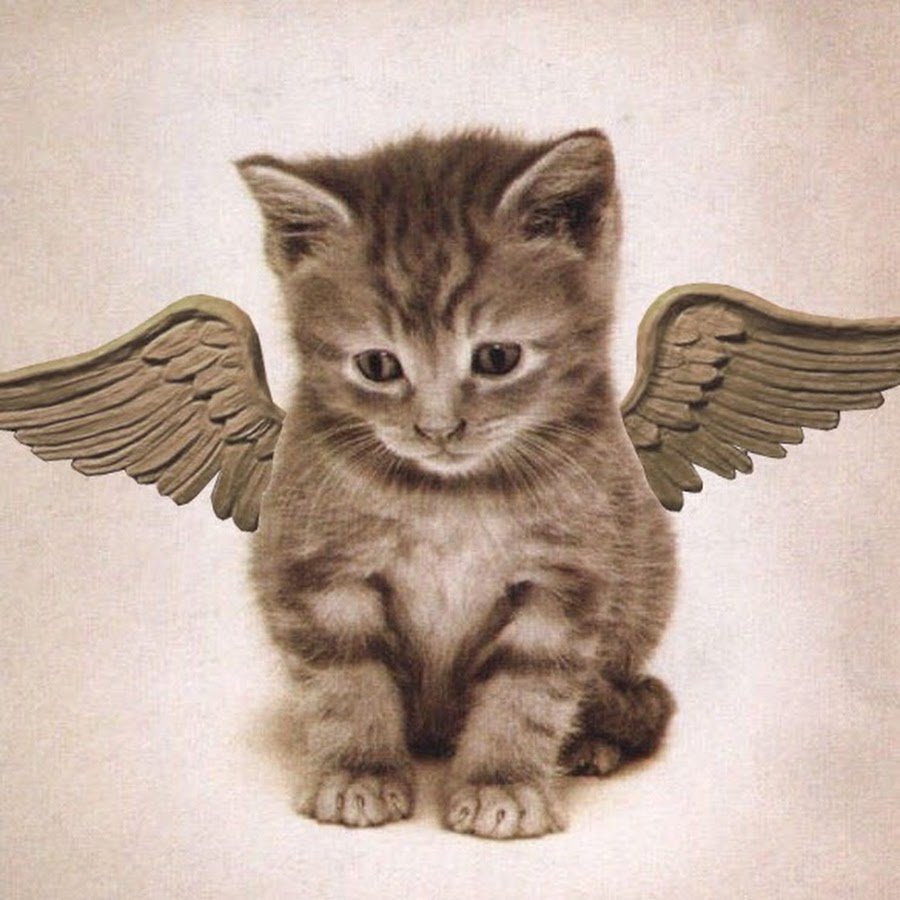 Крылатые кошки