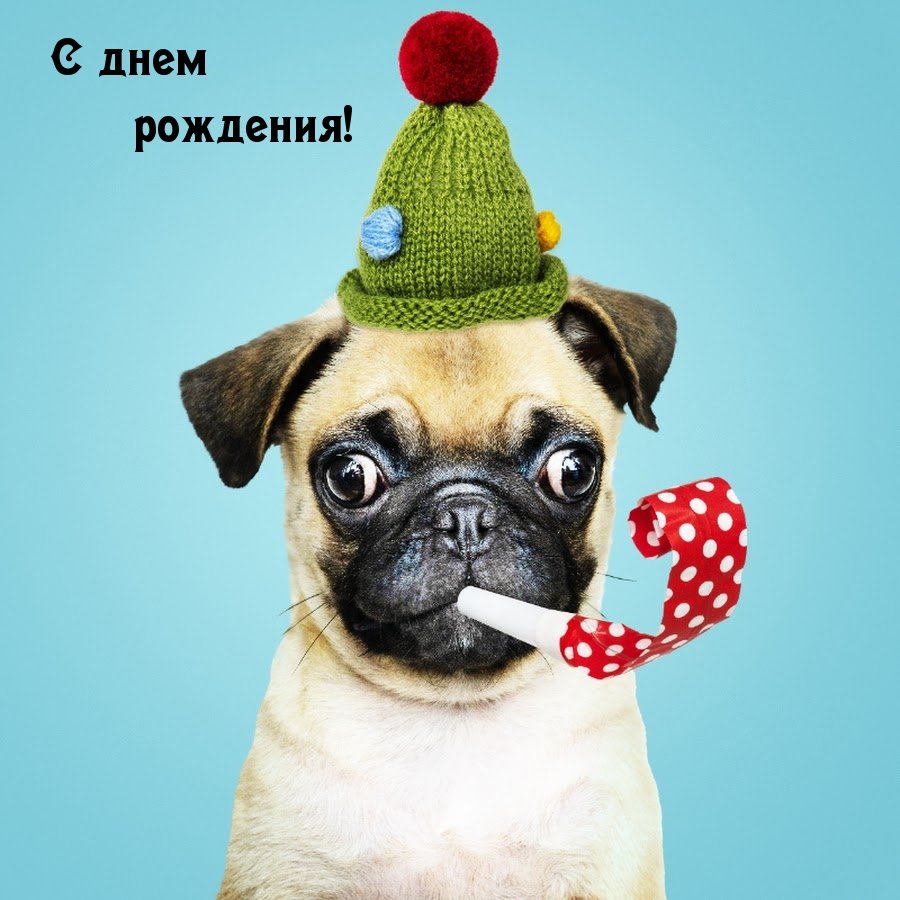 С днём рождения кот юмор