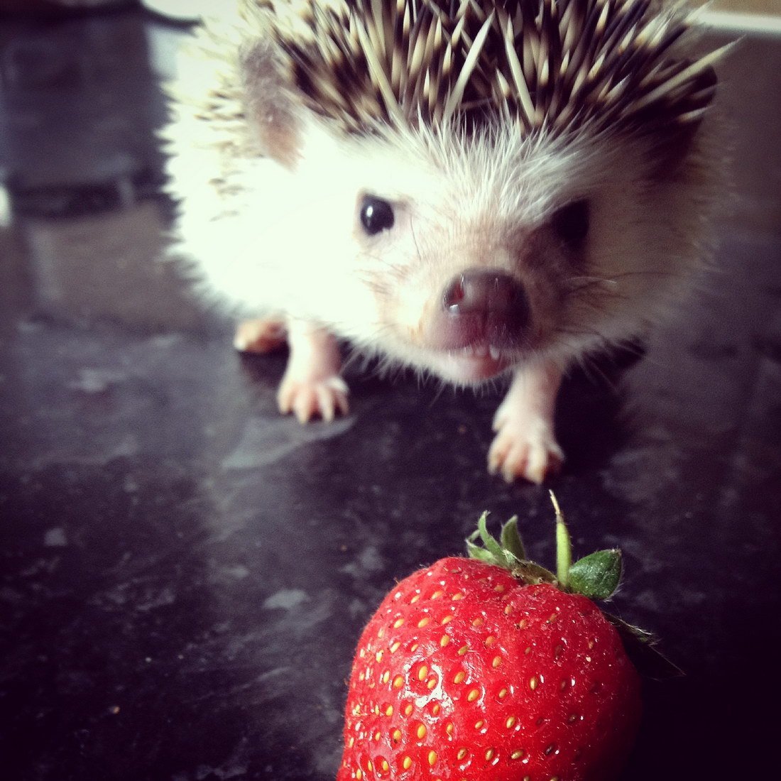 Ежик в клубнике