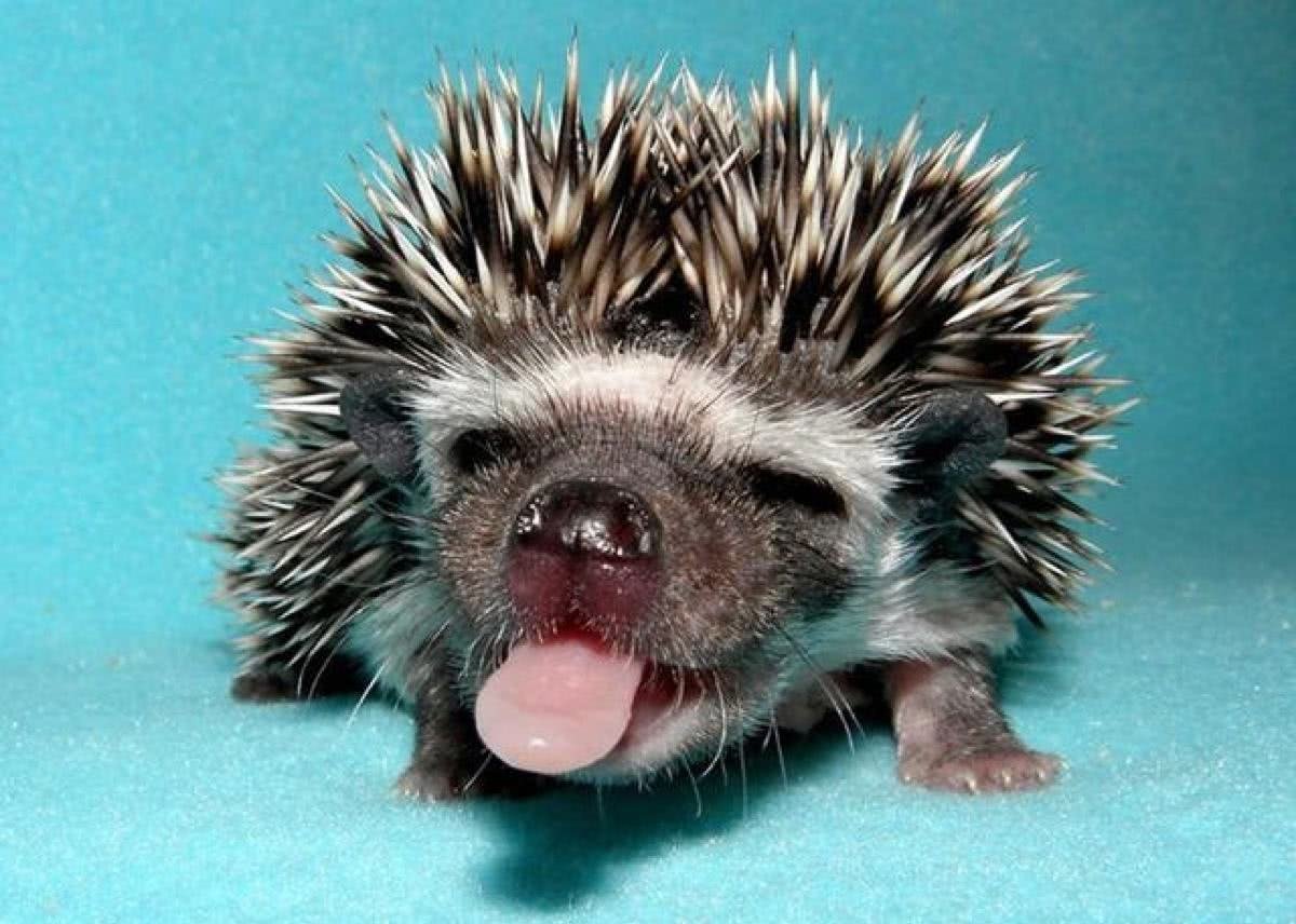Ежик с высунутым языком