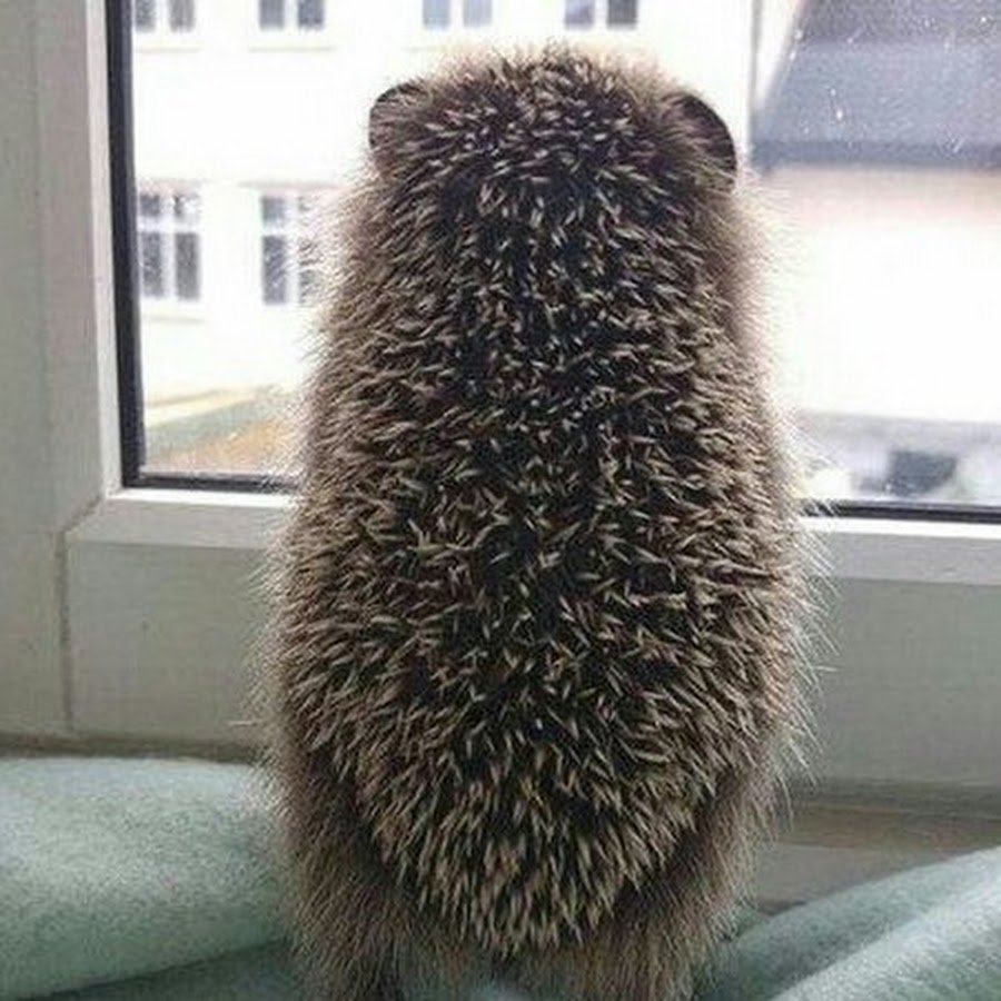 Котенок и ежонок