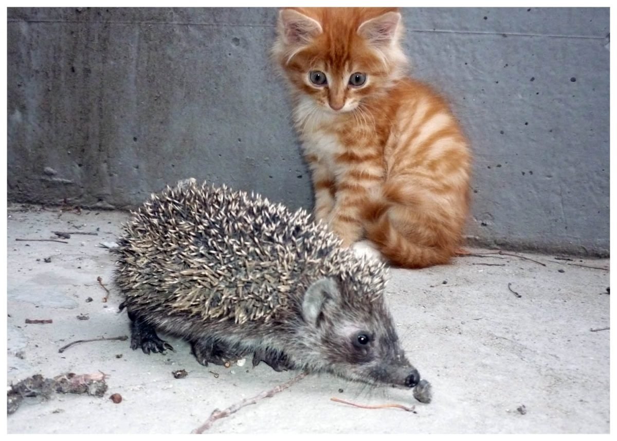 Ежик пытается съе_ться от страха съе