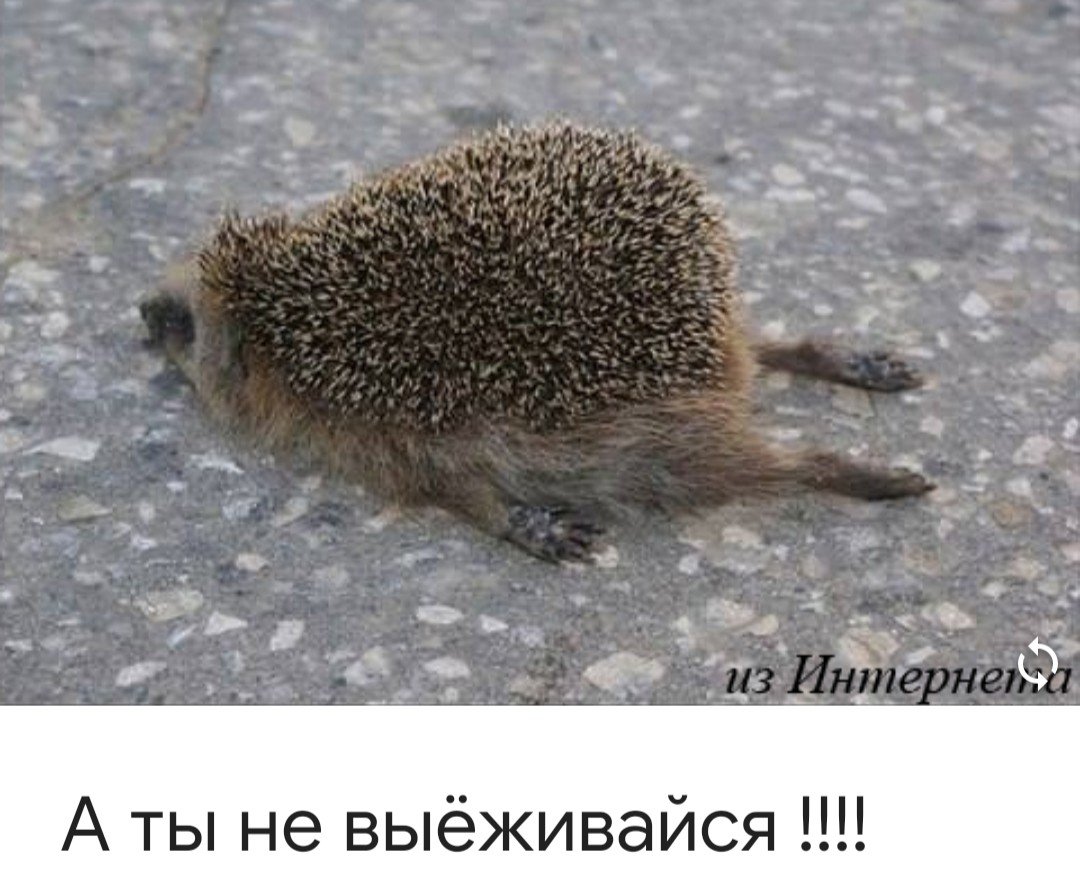 Мем про ежа