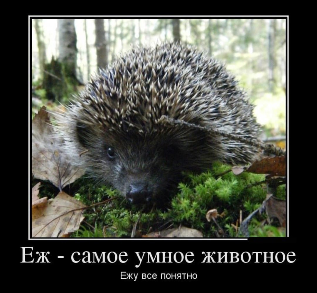 Еж устал