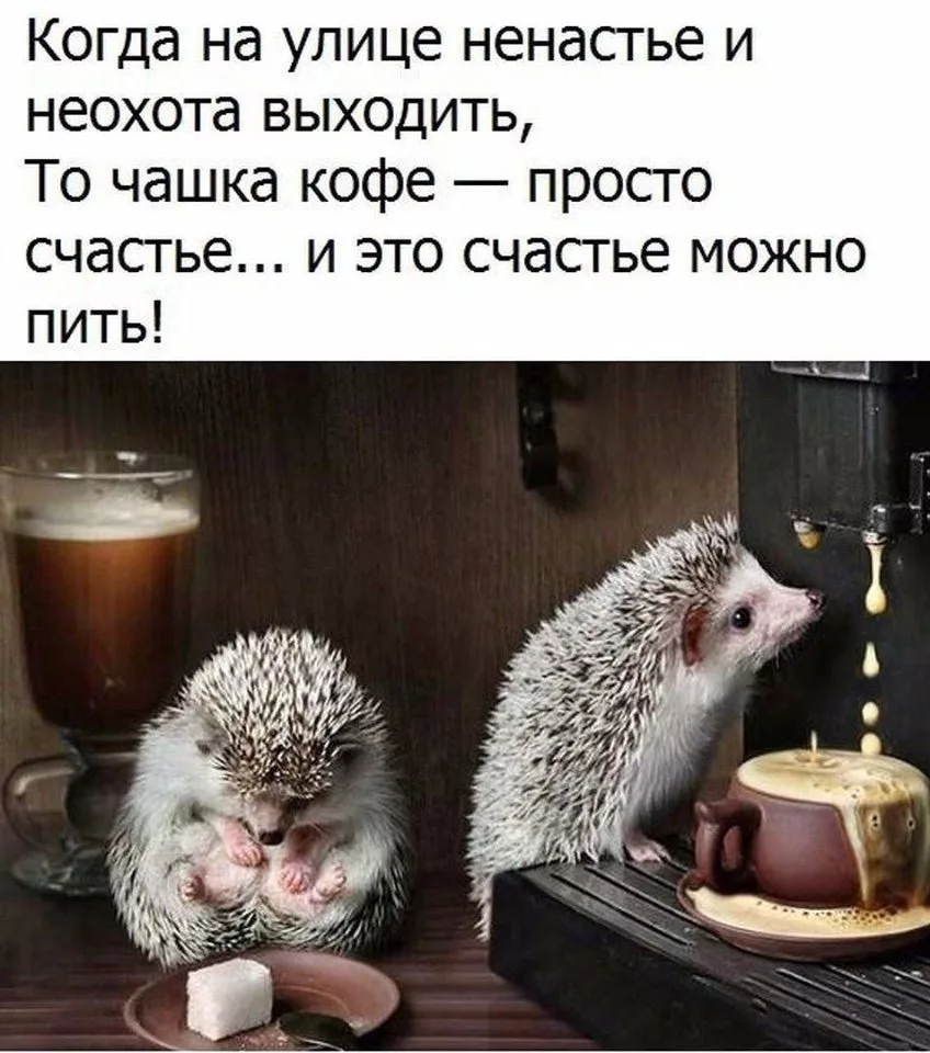 Поздравительные открытки с ежиками