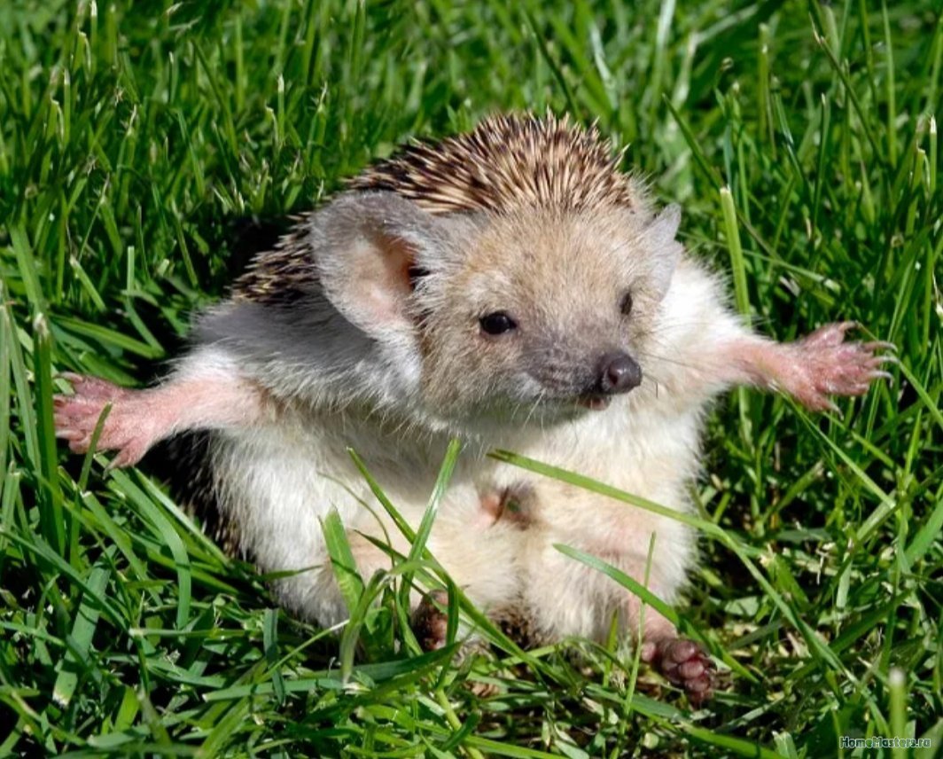 Ежик прикол