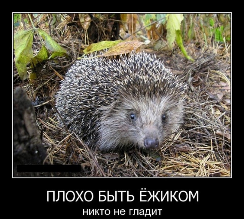 Упоротый Ежик