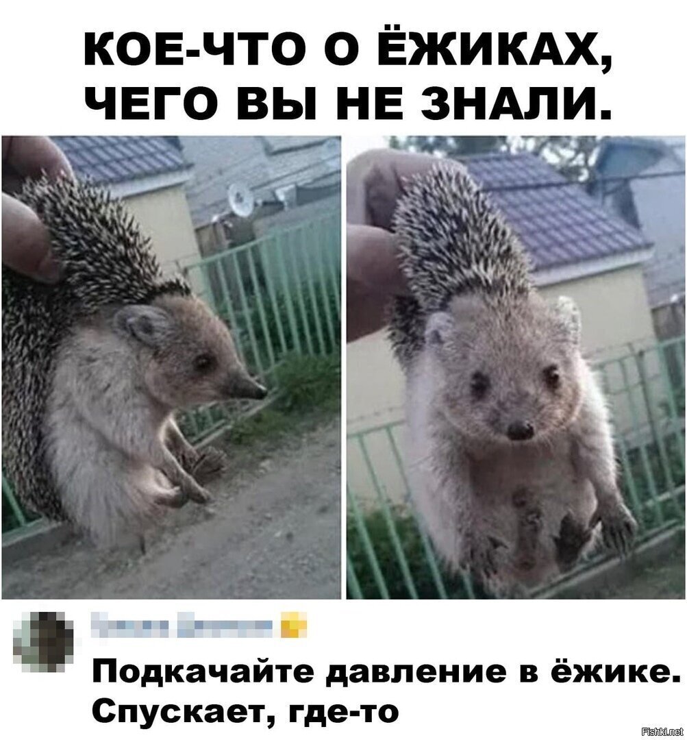 У кого то в голове тараканы а у меня похоже Ёжики