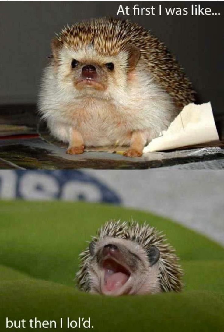 Животные в очках