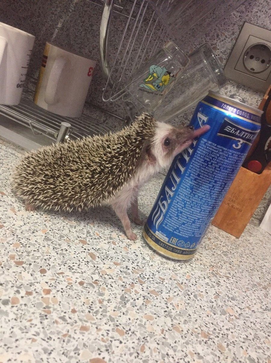 Ежик простудился