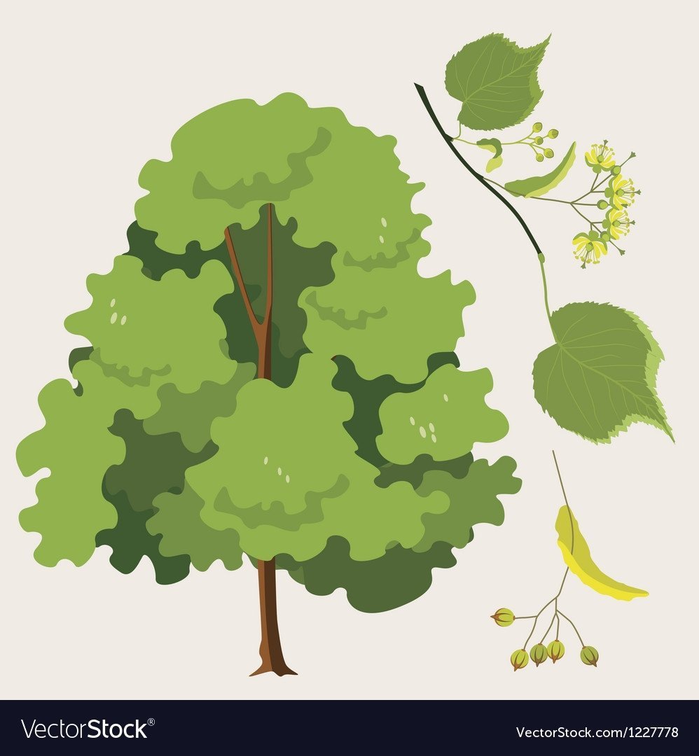 Стилизованная липа