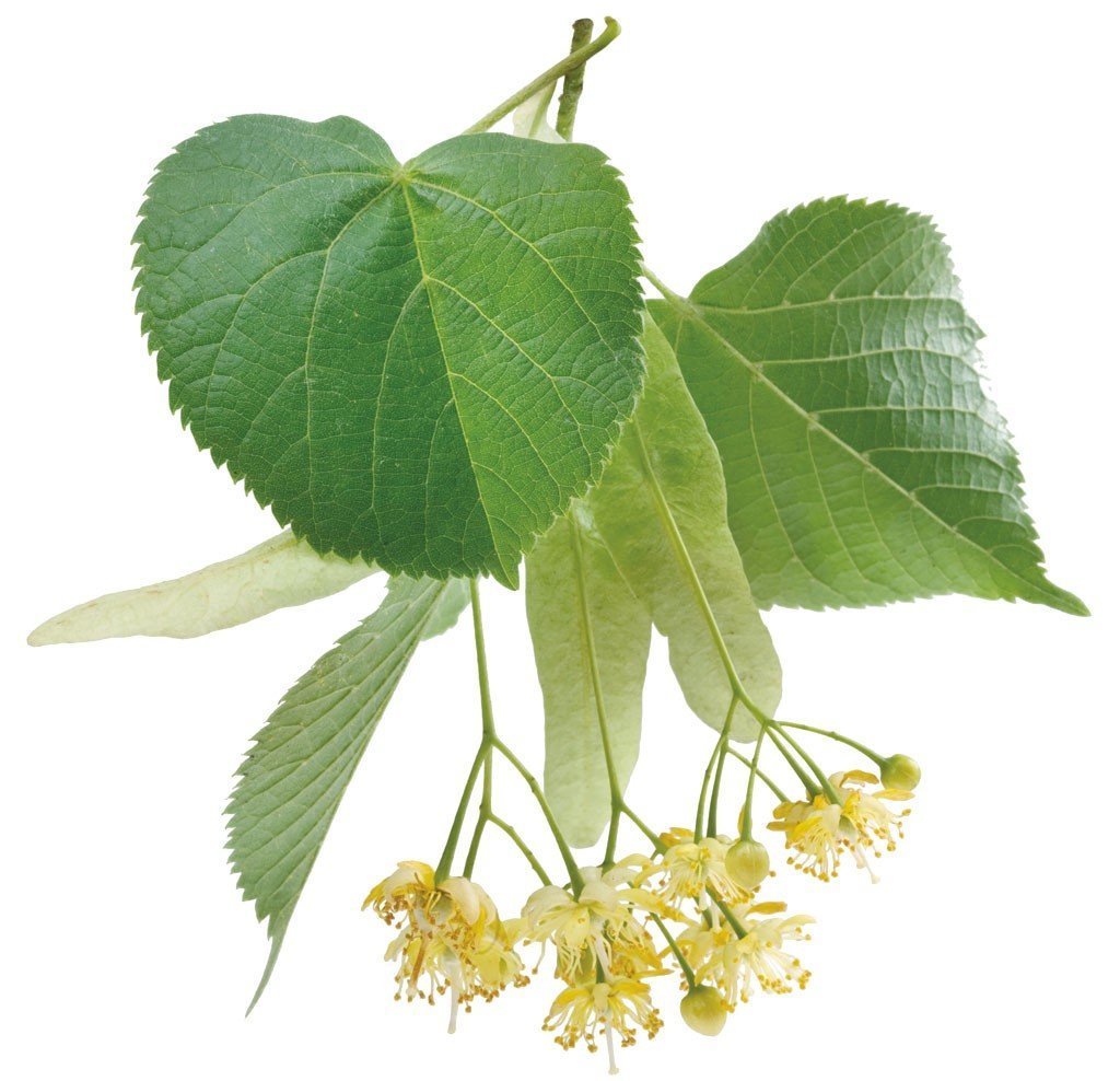 Липа крупнолистная Tilia platyphyllos