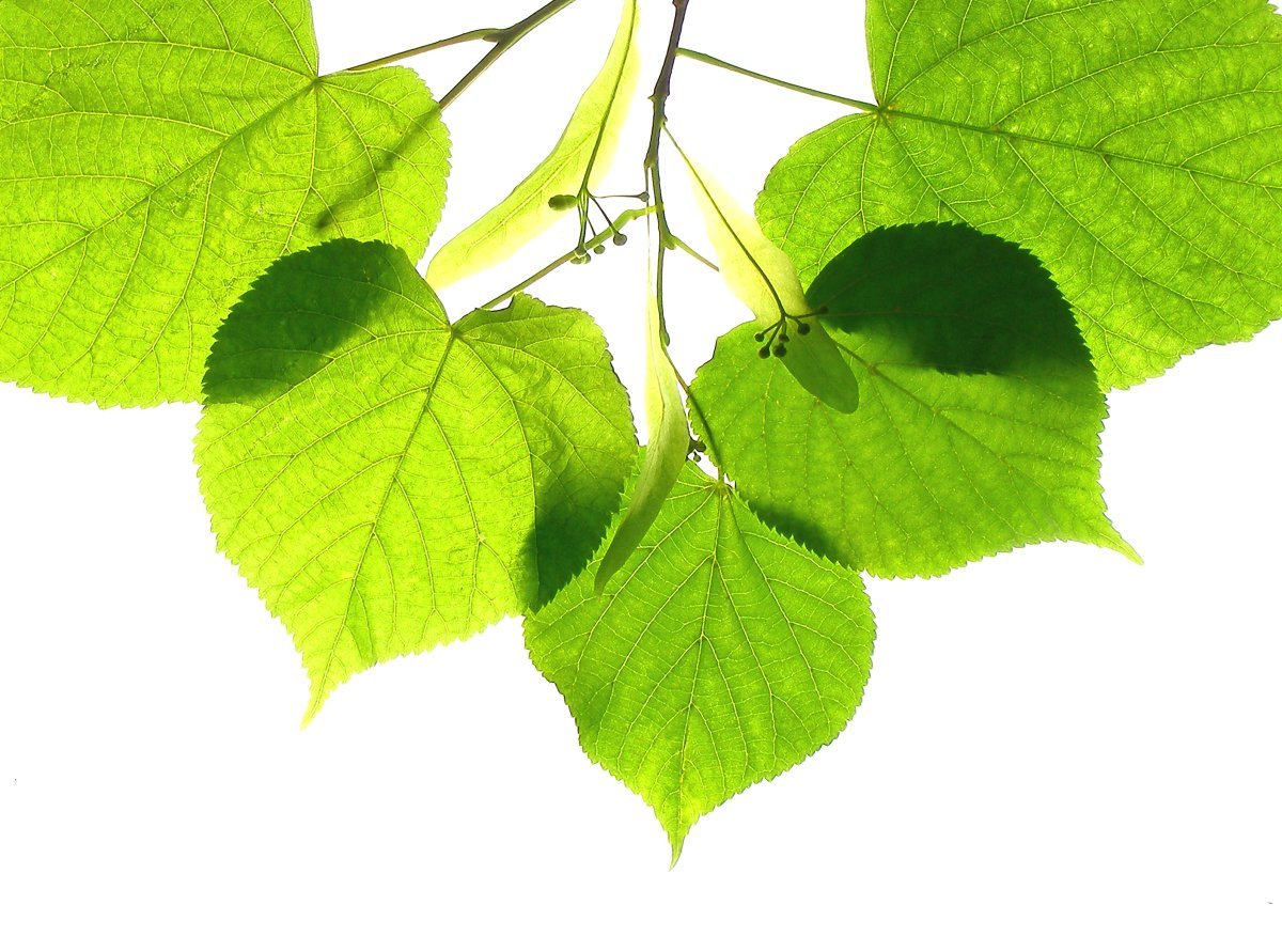 Липа ветка с листьями