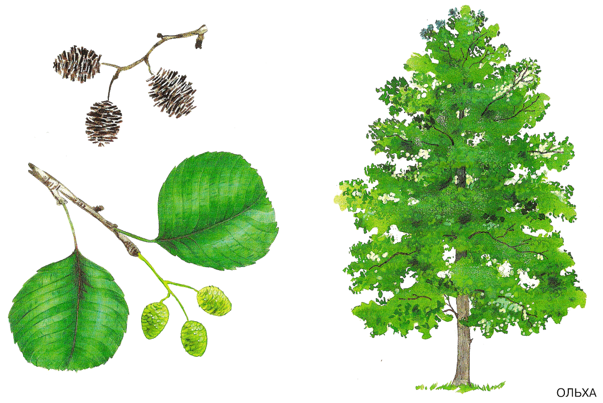 Лист ольхи