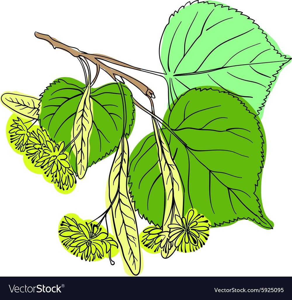 Лист липы рисунок