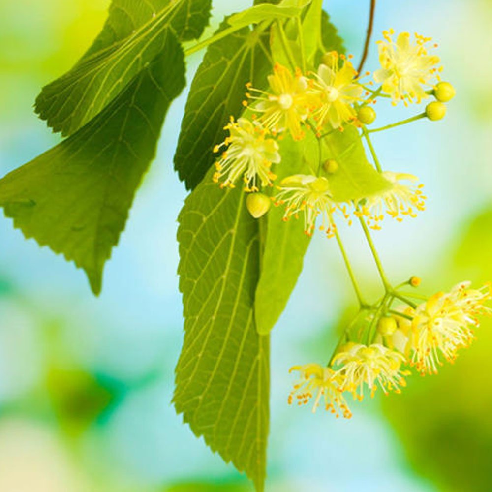 Липа дерево