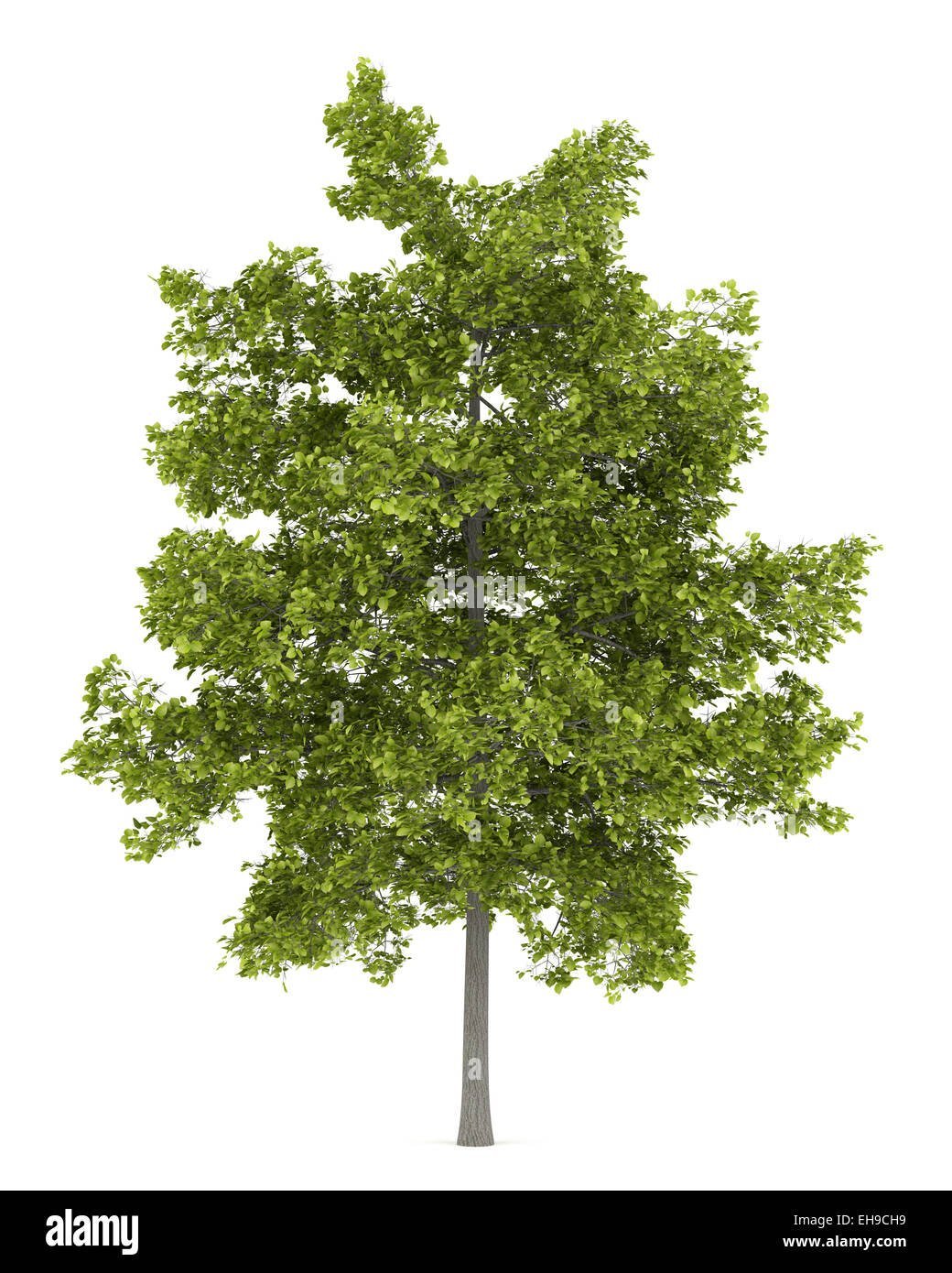 Дерево липа на белом фоне
