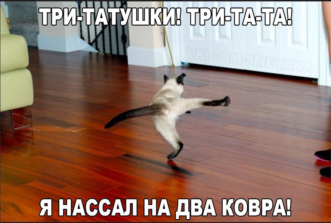 Кот на ламинате