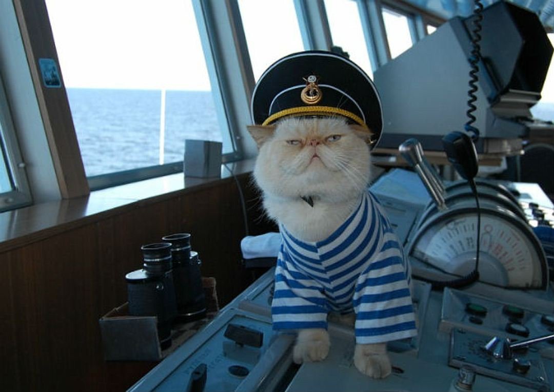 Кот матрос на теплоходе Чернышевский