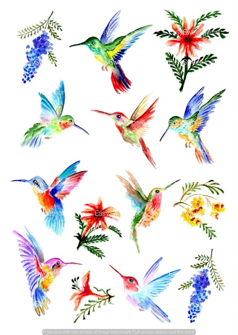 Тату Колибри эскизы цветные