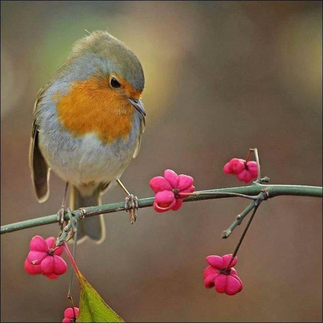 Красивые маленькие птички