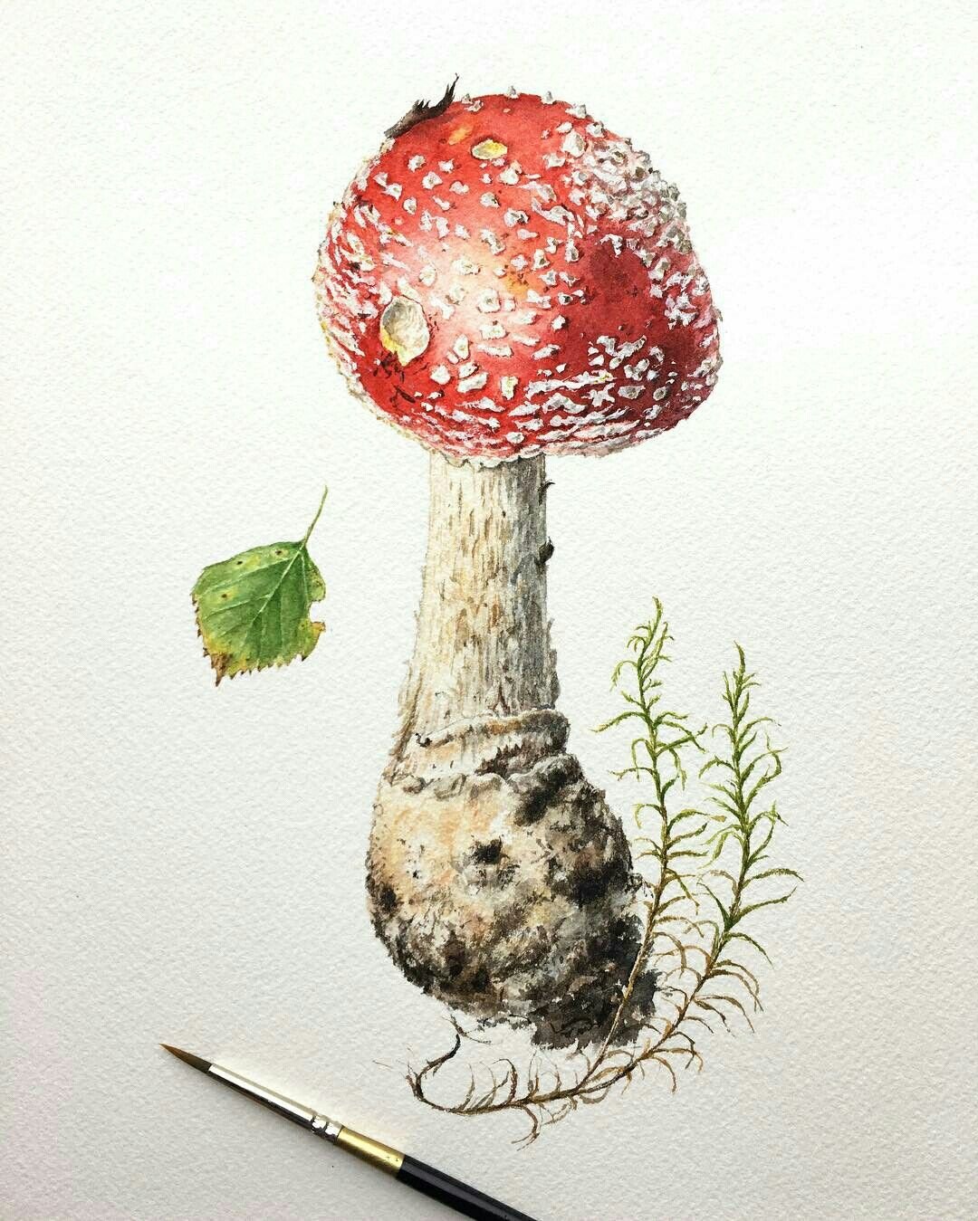 Мухомор Ботаническая иллюстрация