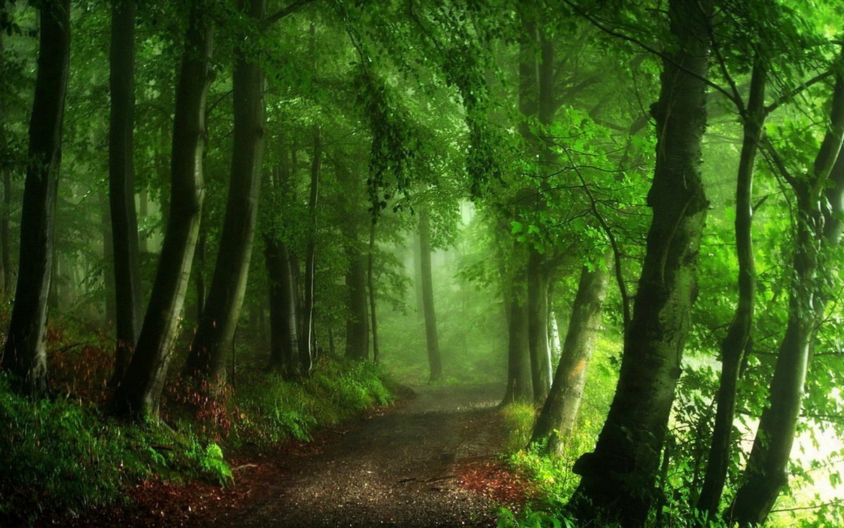 Красивый лес