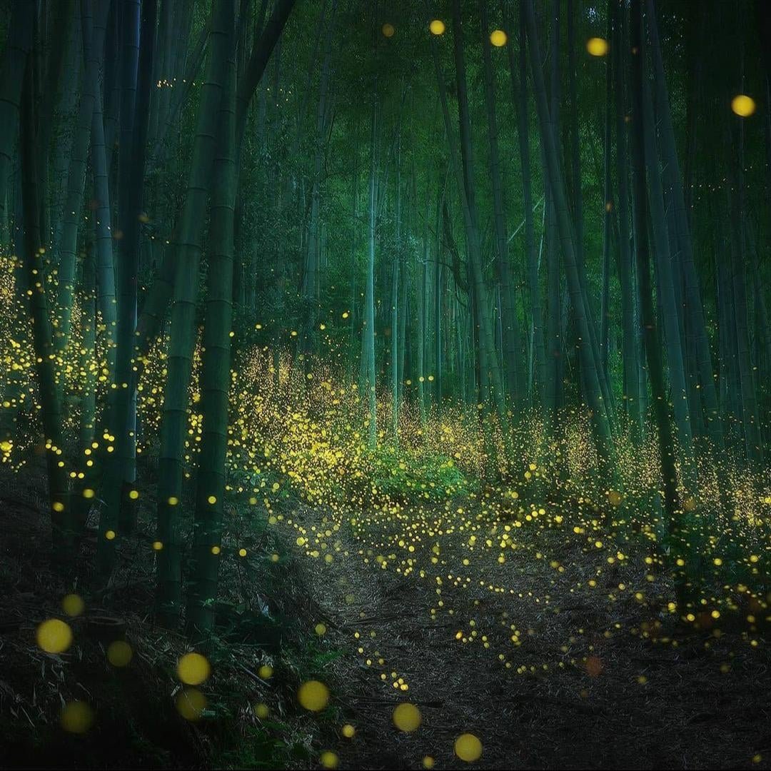Сказочный лес светлячки