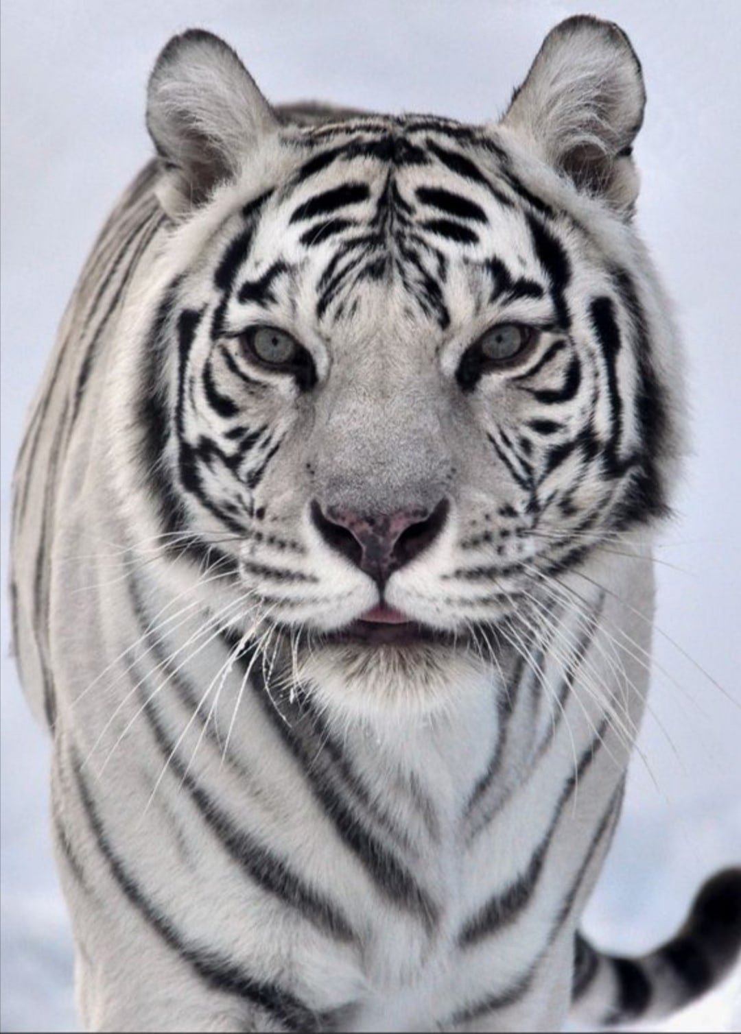 Тигр черно белый с голубыми глазами