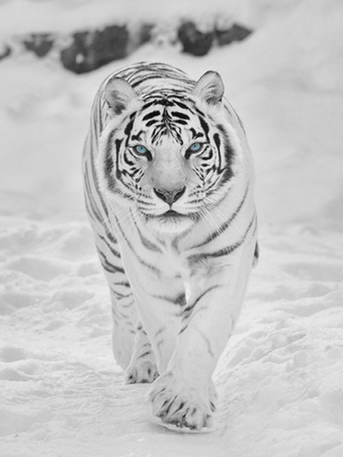 Картина тигр черно белая