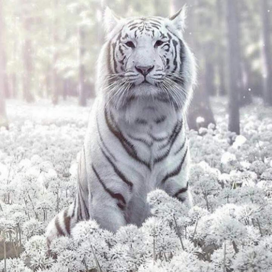 Белые тигры стая