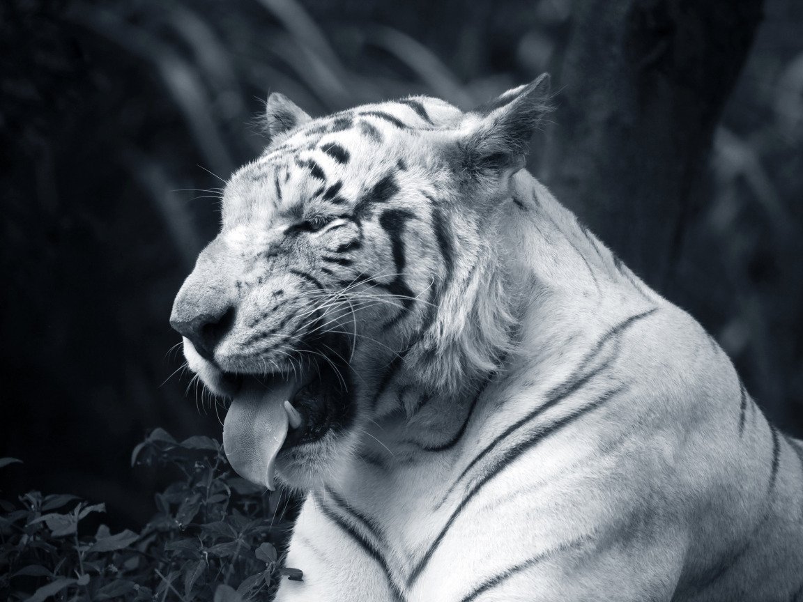 Суматранский тигр альбинос