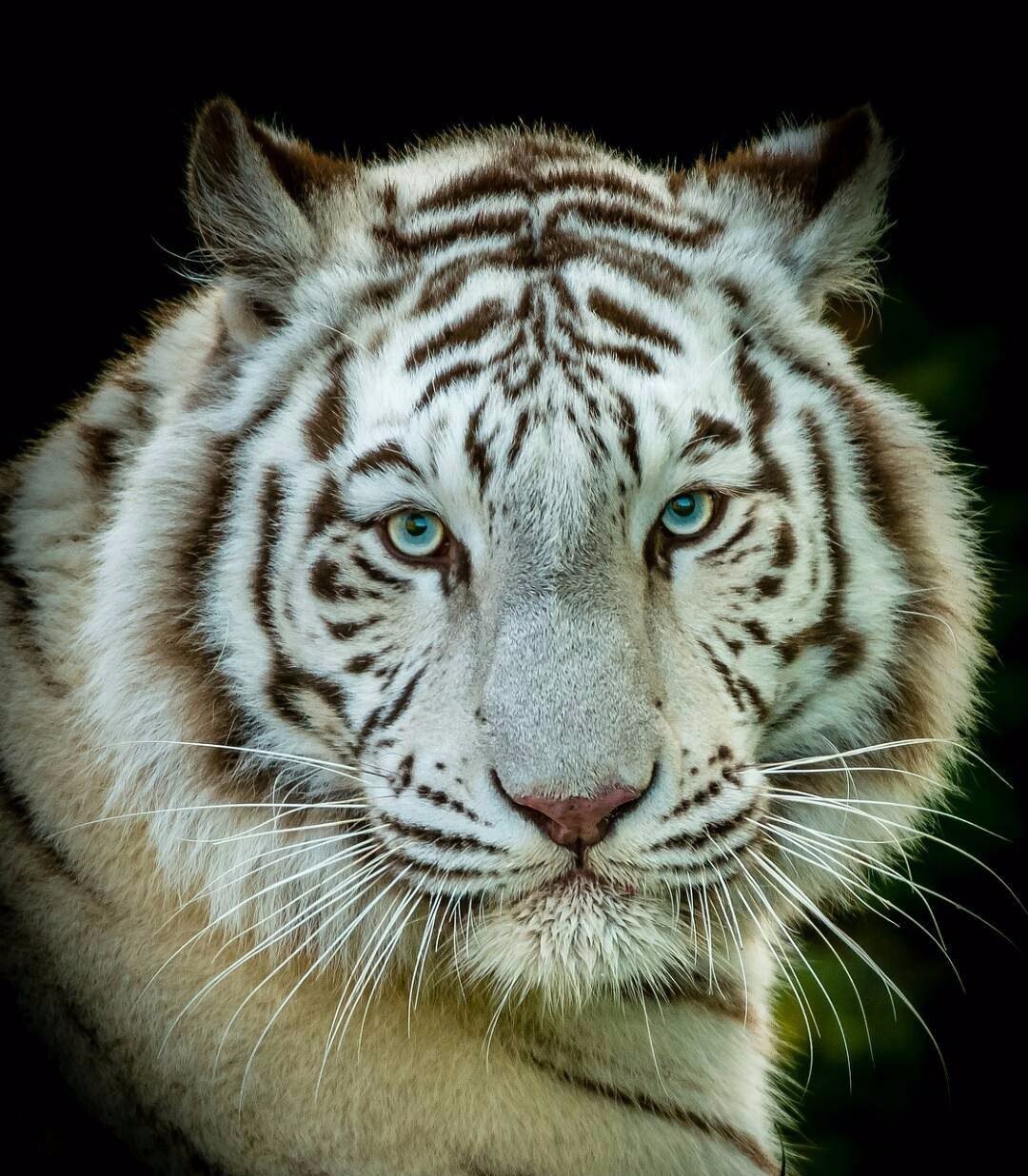 Мордочка белого тигра