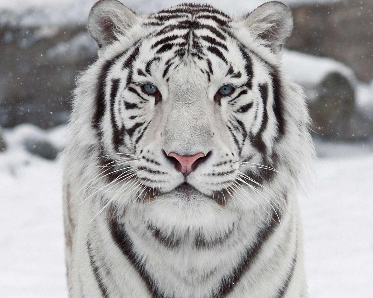 White Tiger - White Tiger (1986)