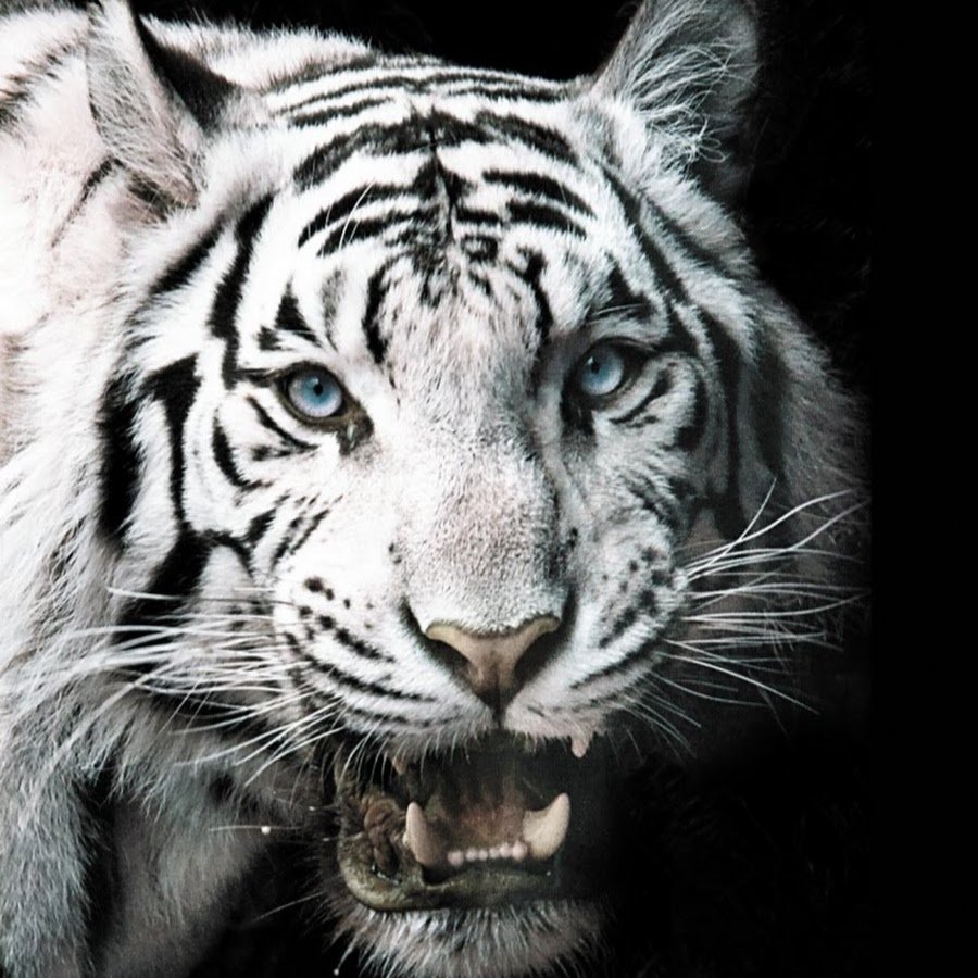 Танк белый тигр в ворлд оф танк