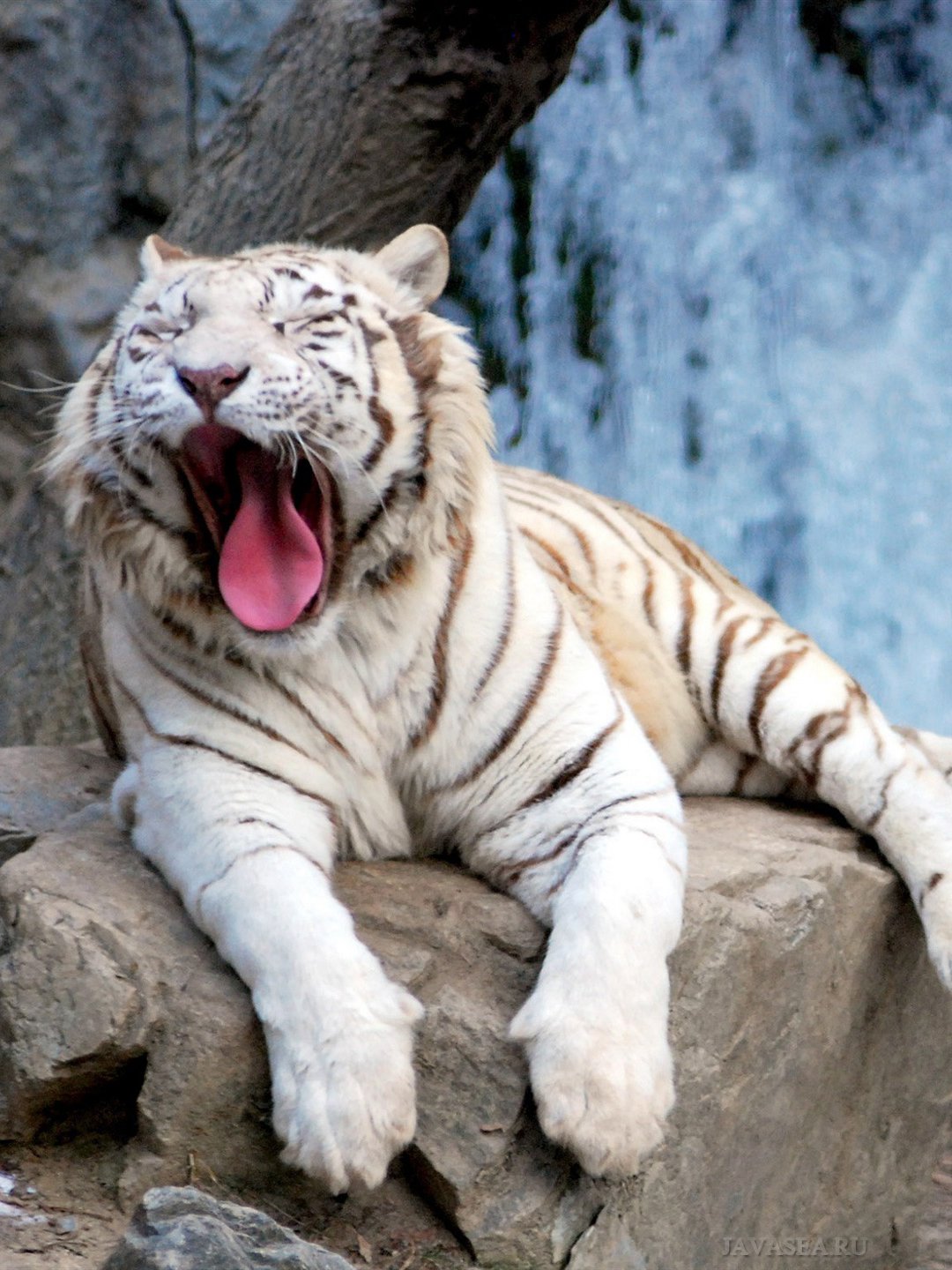 Белый тигр зимой