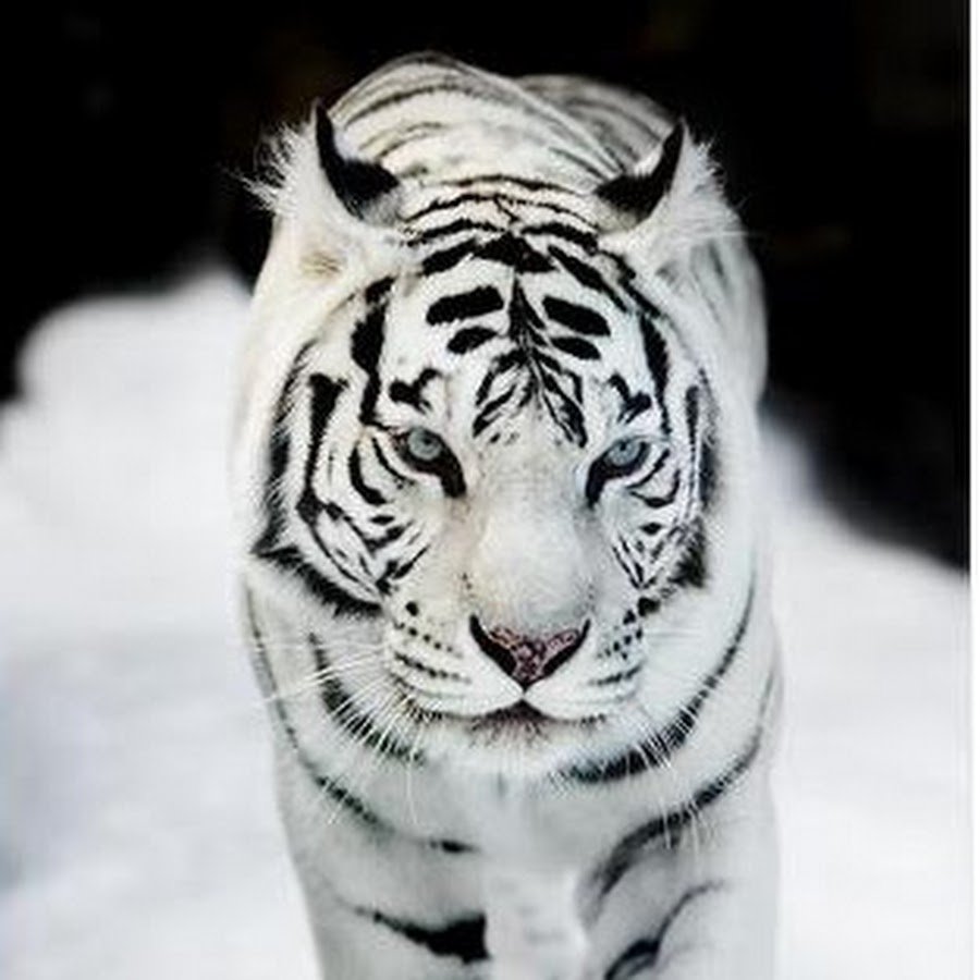 Амурский тигр альбинос