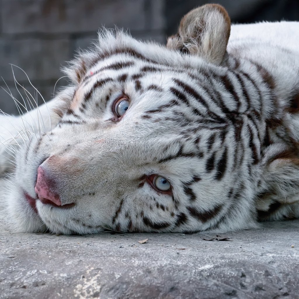 Влюбленные белые тигры