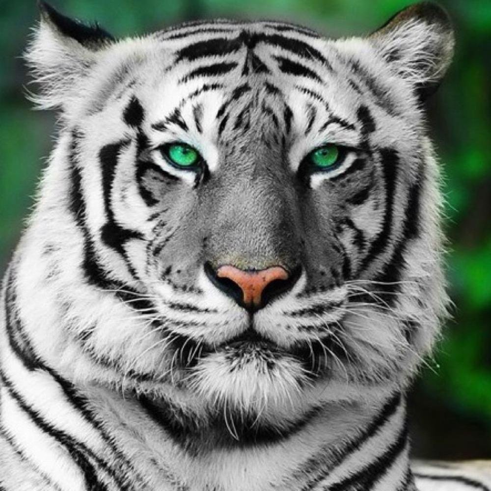 Тигрица Кали