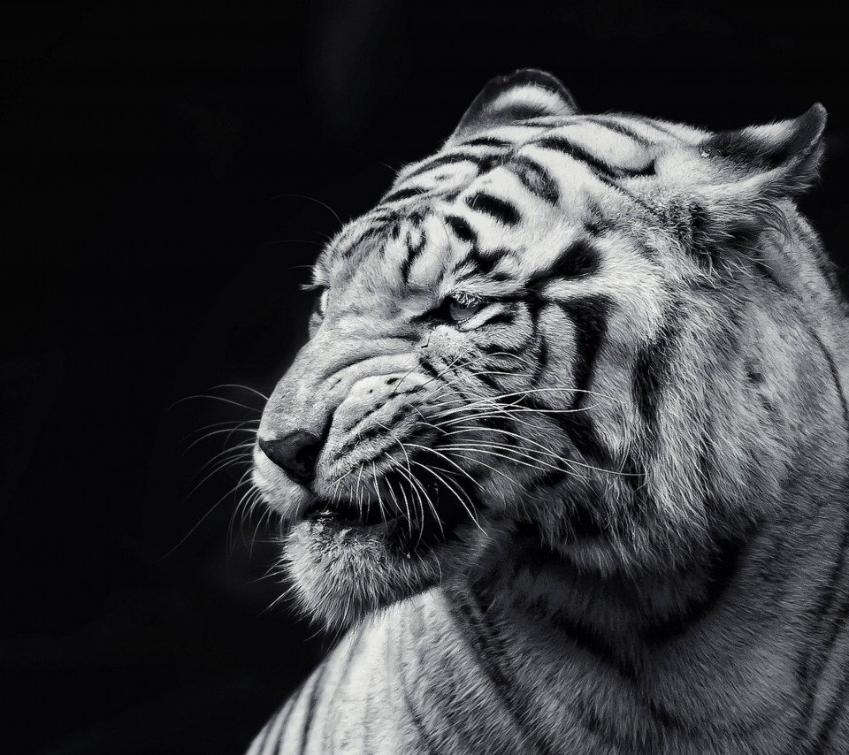 Белый тигр атакует