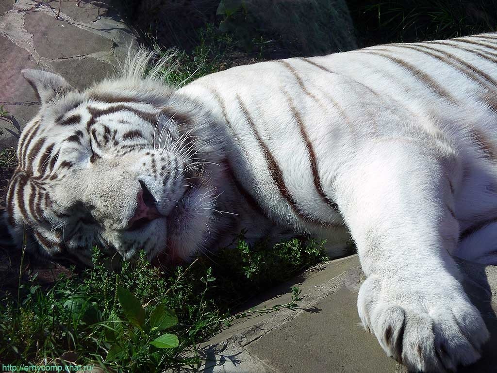 Белый тигр с тигренком