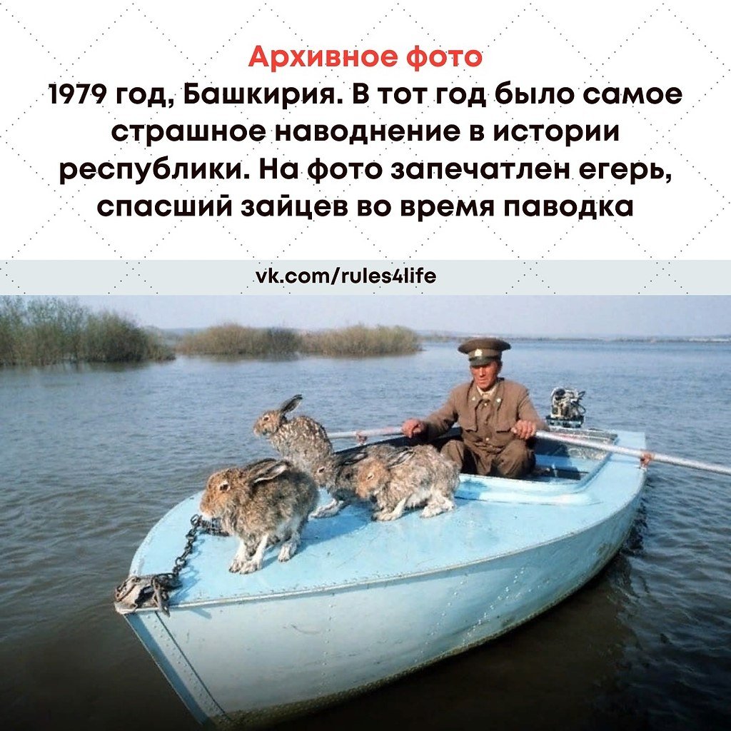 Дед Мазай и зайцы